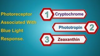 Photoreceptor
Associated With
Blue Light
Response.
 