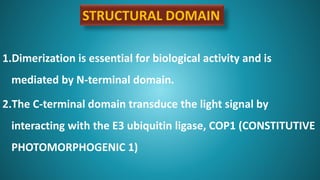 1.Dimerization is essential for biological activity and is
mediated by N-terminal domain.
2.The C-terminal domain transduce the light signal by
interacting with the E3 ubiquitin ligase, COP1 (CONSTITUTIVE
PHOTOMORPHOGENIC 1)
STRUCTURAL DOMAIN
 
