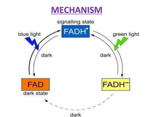 MECHANISM
 