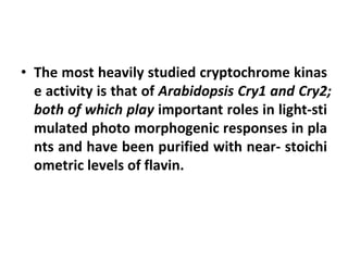 • The most heavily studied cryptochrome kinas
e activity is that of Arabidopsis Cry1 and Cry2;
both of which play important roles in light-sti
mulated photo morphogenic responses in pla
nts and have been purified with near- stoichi
ometric levels of flavin.
 