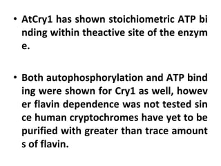 • AtCry1 has shown stoichiometric ATP bi
nding within theactive site of the enzym
e.
• Both autophosphorylation and ATP bind
ing were shown for Cry1 as well, howev
er flavin dependence was not tested sin
ce human cryptochromes have yet to be
purified with greater than trace amount
s of flavin.
 