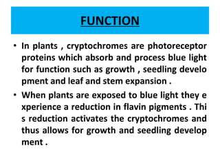 FUNCTION
• In plants , cryptochromes are photoreceptor
proteins which absorb and process blue light
for function such as growth , seedling develo
pment and leaf and stem expansion .
• When plants are exposed to blue light they e
xperience a reduction in flavin pigments . Thi
s reduction activates the cryptochromes and
thus allows for growth and seedling develop
ment .
 