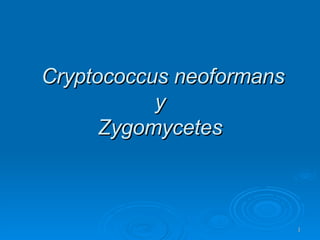 Cryptococcus neoformans y Zygomycetes 