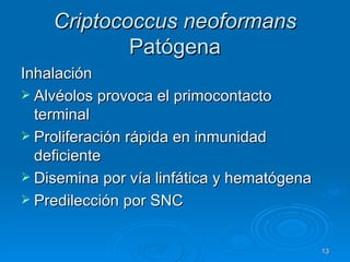 Criptococcus neoformans  Patógena Inhalación Alvéolos provoca el primocontacto terminal  Proliferación rápida en inmunidad deficiente Disemina por vía linfática y hematógena Predilección por SNC 
