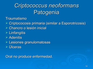 Criptococcus neoformans  Patogenia Traumatismo Criptococosis primaria (similar a Esporotricosis) Chancro o lesión inicial Linfangitis Adenitis Lesiones granulomatosas Úlceras  Oral no produce enfermedad.  
