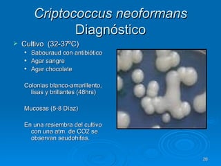 Criptococcus neoformans  Diagnóstico Cultivo  (32-37ºC) Sabouraud con antibiótico Agar sangre   Agar chocolate Colonias blanco-amarillento, lisas y brillantes (48hrs) Mucosas (5-8 Díaz) En una resiembra del cultivo con una atm. de CO2 se observan seudohifas. 