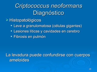 Criptococcus neoformans  Diagnóstico Histopatológicos Leve a granulomatosa (células gigantes) Lesiones líticas y cavidades en cerebro Fibrosis en pulmón  La levadura puede confundirse con cuerpos ameloides  