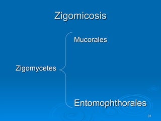 Zigomicosis Mucorales Zigomycetes Entomophthorales 