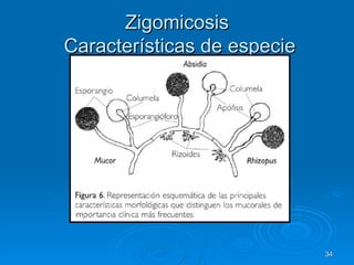 Zigomicosis  Características de especie 