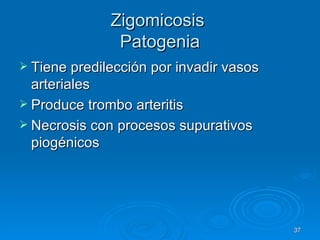 Zigomicosis  Patogenia Tiene predilección por invadir vasos arteriales Produce trombo arteritis  Necrosis con procesos supurativos piogénicos 