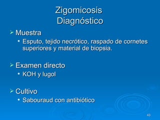 Zigomicosis  Diagnóstico Muestra Esputo, tejido necrótico, raspado de cornetes superiores y material de biopsia. Examen directo KOH y lugol Cultivo Sabouraud con antibiótico 