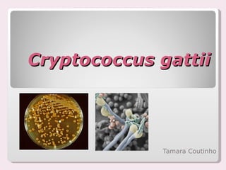 Cryptococcus gattii Tamara Coutinho 