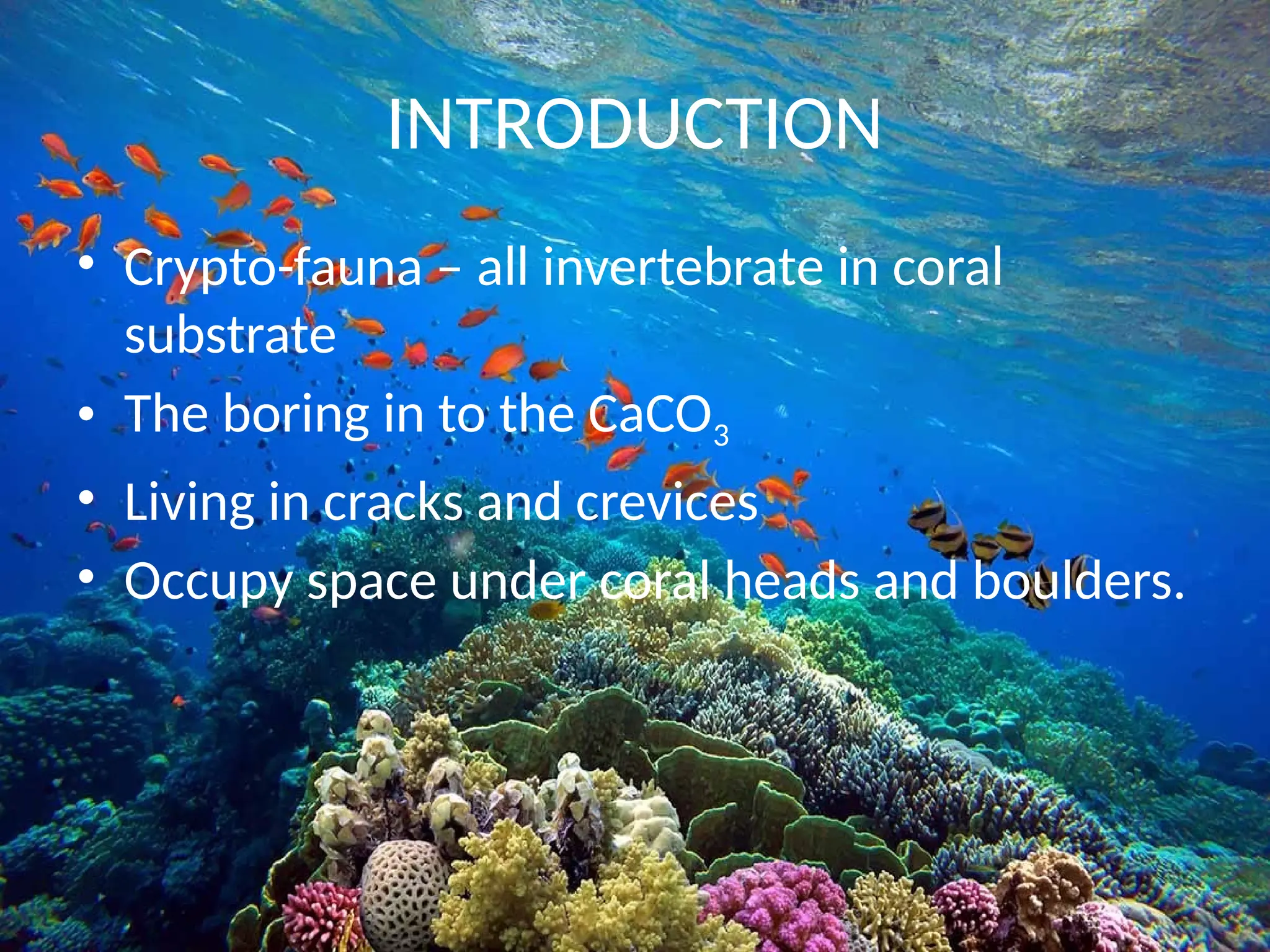 CRYPTOFAUNA OF MARINE ECOSYSTEM FOCUSED ON BENTHIC.pptx