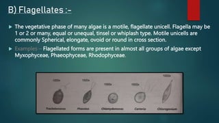 B) Flagellates :-
 The vegetative phase of many algae is a motile, flagellate unicell. Flagella may be
1 or 2 or many, equal or unequal, tinsel or whiplash type. Motile unicells are
commonly Spherical, elongate, ovoid or round in cross section.
 Examples – Flagellated forms are present in almost all groups of algae except
Myxophyceae, Phaeophyceae, Rhodophyceae.
 