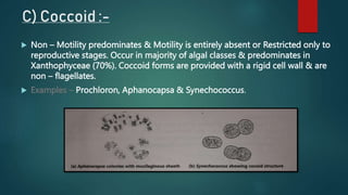C) Coccoid :-
 Non – Motility predominates & Motility is entirely absent or Restricted only to
reproductive stages. Occur in majority of algal classes & predominates in
Xanthophyceae (70%). Coccoid forms are provided with a rigid cell wall & are
non – flagellates.
 Examples – Prochloron, Aphanocapsa & Synechococcus.
 