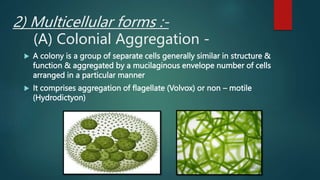 2) Multicellular forms :-
(A) Colonial Aggregation -
 A colony is a group of separate cells generally similar in structure &
function & aggregated by a mucilaginous envelope number of cells
arranged in a particular manner
 It comprises aggregation of flagellate (Volvox) or non – motile
(Hydrodictyon)
 