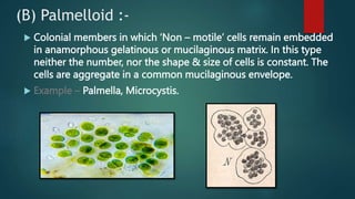(B) Palmelloid :-
 Colonial members in which ‘Non – motile’ cells remain embedded
in anamorphous gelatinous or mucilaginous matrix. In this type
neither the number, nor the shape & size of cells is constant. The
cells are aggregate in a common mucilaginous envelope.
 Example – Palmella, Microcystis.
 
