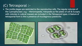 (C) Tetrasporal :-
 The motile stages are restricted to the reproductive cells. The regular colonies of
the Cyanophyceae ( e.g. – Merismopedia, Halopedia as flat plates of cell & Eucapis,
with colonies in cubical masses) are included in the Tetrasporal types. A feature of
tetrasporial form is the is presence of mucilaginous psedocilia.
 