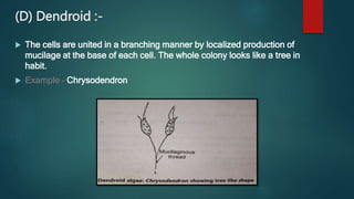 (D) Dendroid :-
 The cells are united in a branching manner by localized production of
mucilage at the base of each cell. The whole colony looks like a tree in
habit.
 Example – Chrysodendron
 