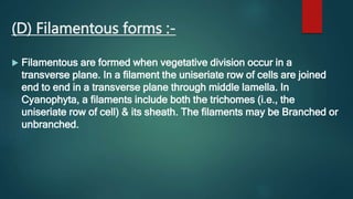 (D) Filamentous forms :-
 Filamentous are formed when vegetative division occur in a
transverse plane. In a filament the uniseriate row of cells are joined
end to end in a transverse plane through middle lamella. In
Cyanophyta, a filaments include both the trichomes (i.e., the
uniseriate row of cell) & its sheath. The filaments may be Branched or
unbranched.
 