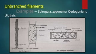 Unbranched filaments
Examples – Spirogyra, zygonema, Oedogonium,
Ulothrix
 