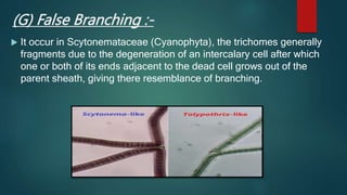 (G) False Branching :-
 It occur in Scytonemataceae (Cyanophyta), the trichomes generally
fragments due to the degeneration of an intercalary cell after which
one or both of its ends adjacent to the dead cell grows out of the
parent sheath, giving there resemblance of branching.
 