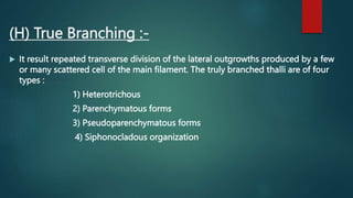 (H) True Branching :-
 It result repeated transverse division of the lateral outgrowths produced by a few
or many scattered cell of the main filament. The truly branched thalli are of four
types :
1) Heterotrichous
2) Parenchymatous forms
3) Pseudoparenchymatous forms
4) Siphonocladous organization
 