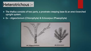 Heterotrichous :-
 The thallus consists of two parts, a prostrate creeping base & an erect branched
upright system.
 Ex – stigeoclonium (Chlorophyta) & Ectocarpus (Phaeophyta)
 