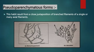 Pseudoparenchymatous forms :-
 This habit result from a close juxtaposition of branched filaments of a single or
many axial filaments.
 