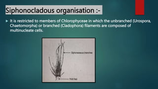 Siphonocladous organisation :-
 It is restricted to members of Chlorophyceae in which the unbranched (Urospora,
Chaetomorpha) or branched (Cladophora) filaments are composed of
multinucleate cells.
 