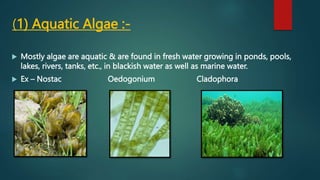 (1) Aquatic Algae :-
 Mostly algae are aquatic & are found in fresh water growing in ponds, pools,
lakes, rivers, tanks, etc., in blackish water as well as marine water.
 Ex – Nostac Oedogonium Cladophora
 