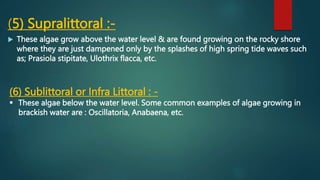 (5) Supralittoral :-
 These algae grow above the water level & are found growing on the rocky shore
where they are just dampened only by the splashes of high spring tide waves such
as; Prasiola stipitate, Ulothrix flacca, etc.
(6) Sublittoral or Infra Littoral : -
 These algae below the water level. Some common examples of algae growing in
brackish water are : Oscillatoria, Anabaena, etc.
 