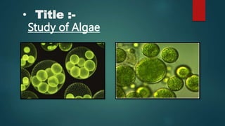 • Title :-
Study of Algae
 