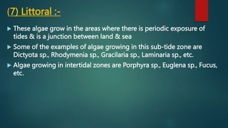 (7) Littoral :-
 These algae grow in the areas where there is periodic exposure of
tides & is a junction between land & sea
 Some of the examples of algae growing in this sub-tide zone are
Dictyota sp., Rhodymenia sp., Gracilaria sp., Laminaria sp., etc.
 Algae growing in intertidal zones are Porphyra sp., Euglena sp., Fucus,
etc.
 