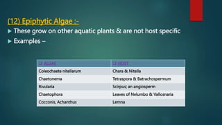 (12) Epiphytic Algae :-
 These grow on other aquatic plants & are not host specific
 Examples –
 ALGAE  HOST
Coleochaete nitellarum Chara & Nitella
Chaetonema Tetraspora & Batrachospermum
Rivularia Scirpus; an angiosperm
Chaetophora Leaves of Nelumbo & Vallosnaria
Cocconis, Achanthus Lemna
 