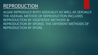 REPRODUCTION
ALGAE REPRODUCE BOTH ASEXUALLY AS WELL AS SEXUALLY.
THE ASEXUAL METHOD OF REPRODUCTION INCLUDES
REPRODUCTION BY VEGETATIVE METHODS &
REPRODUCTION BY SPORES. THE DIFFERENT METHODS OF
REPRODUCTION BY SPORE.
 