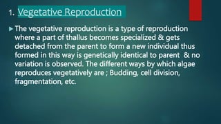 1. Vegetative Reproduction
 The vegetative reproduction is a type of reproduction
where a part of thallus becomes specialized & gets
detached from the parent to form a new individual thus
formed in this way is genetically identical to parent & no
variation is observed. The different ways by which algae
reproduces vegetatively are ; Budding, cell division,
fragmentation, etc.
 