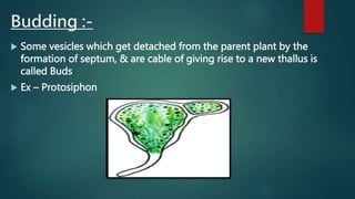 Budding :-
 Some vesicles which get detached from the parent plant by the
formation of septum, & are cable of giving rise to a new thallus is
called Buds
 Ex – Protosiphon
 