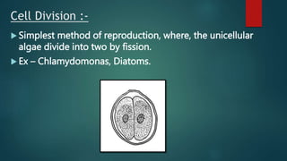 Cell Division :-
 Simplest method of reproduction, where, the unicellular
algae divide into two by fission.
 Ex – Chlamydomonas, Diatoms.
 