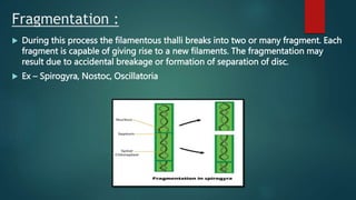 Fragmentation :
 During this process the filamentous thalli breaks into two or many fragment. Each
fragment is capable of giving rise to a new filaments. The fragmentation may
result due to accidental breakage or formation of separation of disc.
 Ex – Spirogyra, Nostoc, Oscillatoria
 