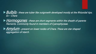 Bulbils– these are tuber like outgrowth developed mostly at the Rhizoidal tips.
Ex – Chara
Hormogones– these are short segments within the sheath of parents
filaments. Commonly found in members of Cyanophyceae.
Amylum– present on lower nodes of Chara. These are star shaped
aggregation of starch.
 