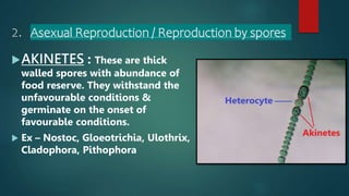 2. Asexual Reproduction / Reproduction by spores
AKINETES : These are thick
walled spores with abundance of
food reserve. They withstand the
unfavourable conditions &
germinate on the onset of
favourable conditions.
 Ex – Nostoc, Gloeotrichia, Ulothrix,
Cladophora, Pithophora
 