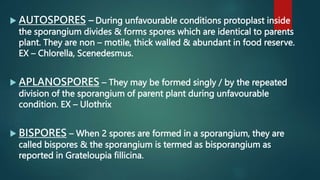  AUTOSPORES – During unfavourable conditions protoplast inside
the sporangium divides & forms spores which are identical to parents
plant. They are non – motile, thick walled & abundant in food reserve.
EX – Chlorella, Scenedesmus.
 APLANOSPORES – They may be formed singly / by the repeated
division of the sporangium of parent plant during unfavourable
condition. EX – Ulothrix
 BISPORES – When 2 spores are formed in a sporangium, they are
called bispores & the sporangium is termed as bisporangium as
reported in Grateloupia fillicina.
 