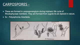 CARPOSPORES -
 These are formed in carposporangium during triphasic life cycle of
Rhodophyceae members. They are formed from zygote & are diploid in nature.
 Ex – Polysiphonia, Gracilaria.
 