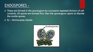 ENDOSPORES -
 These are formed in the sporangium by successive repeated division of cell
contents. All spores are formed first, then the sporangium opens to liberate
the motile spores.
 Ex – Dermocarpa clavata.
 