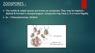 ZOOSPORES -
 The motile & naked spores are known as zoospores. They may be haploid /
diploid & formed in zoosporangium. Zoospores may have 2, 4 or more flagella.
 Ex – Chlamydomonas, Ulothrix
 