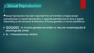 3. Sexual Reproduction
Sexual reproduction has been reported from all members of algae except
cyanophycean. In sexual reproduction, 2 opposite gametes fuse to form a zygote.
Depending on the structure & behaviour of fusing gametes, it can be classified as :
 ISOGAMY – In it fusion gametes are similar i.e. they are morphologically &
physiologically similar.
 Ex – Chlamydomonas, Ulothrix
 