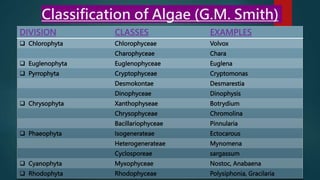 Classification of Algae (G.M. Smith)
DIVISION CLASSES EXAMPLES
 Chlorophyta Chlorophyceae Volvox
Charophyceae Chara
 Euglenophyta Euglenophyceae Euglena
 Pyrrophyta Cryptophyceae Cryptomonas
Desmokontae Desmarestia
Dinophyceae Dinophysis
 Chrysophyta Xanthophyseae Botrydium
Chrysophyceae Chromolina
Bacillariophyceae Pinnularia
 Phaeophyta Isogenerateae Ectocarous
Heterogenerateae Mynomena
Cyclosporeae sargassum
 Cyanophyta Myxophyceae Nostoc, Anabaena
 Rhodophyta Rhodophyceae Polysiphonia, Gracilaria
 