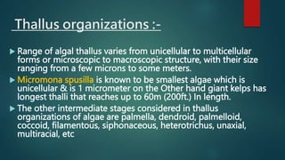 Thallus organizations :-
 Range of algal thallus varies from unicellular to multicellular
forms or microscopic to macroscopic structure, with their size
ranging from a few microns to some meters.
 Micromona spusilla is known to be smallest algae which is
unicellular & is 1 micrometer on the Other hand giant kelps has
longest thalli that reaches up to 60m (200ft.) In length.
 The other intermediate stages considered in thallus
organizations of algae are palmella, dendroid, palmelloid,
coccoid, filamentous, siphonaceous, heterotrichus, unaxial,
multiracial, etc
 