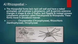A) Rhizopodial :-
 The rhizopodial forms lack rigid cell wall and have a naked
protoplast, cell envelope is periplasmic, soft & permits extensive
changes in shape & size of thallus, lack flagella & instead possess
cytoplasmic projection called Pseudopodia & Rhizopodia. These
forms move in amoeboid manner.
 Examples – Chrysamoeba (Chrysophyseae), Rhizochloris
(Xanthophyceae), Dinophyceae.
 